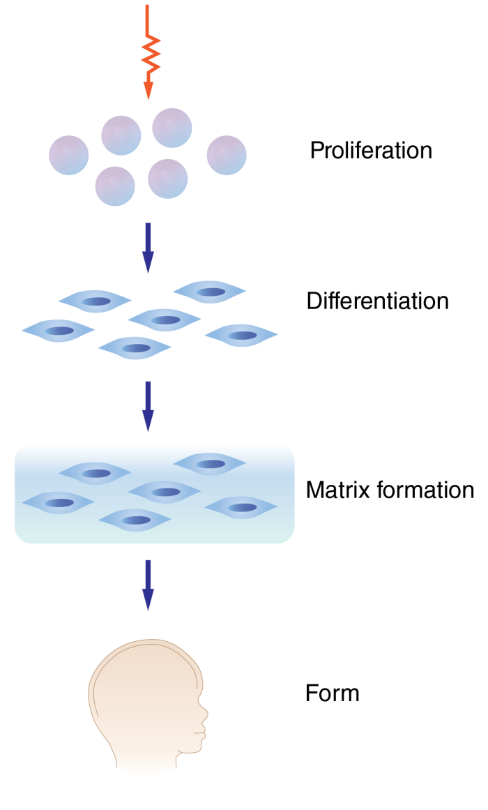 INNOVATION | Part III of Theory of Form: Role of Genetics in the Self ...